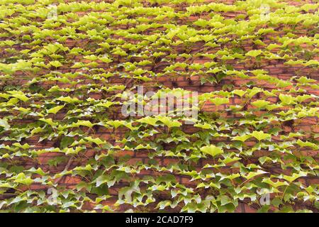 La couverture végétale peuvent isoler et climatiser le bâtiment. Lierre sur le mur. Mur de lierre vert. Ivy en croissance ou d'autres grimpeurs jusqu'édifice peut avoir de nombreux avantages. La surface de feuilles vertes. Banque D'Images