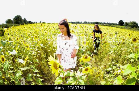 Lucy Bishop (à gauche) et Lauren Barclay marchent à travers un champ de tournesols à Altrincham, Cheshire, comme le temps chaud continue. Banque D'Images