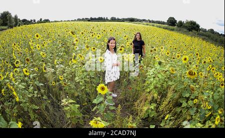 Lucy Bishop (à gauche) et Lauren Barclay marchent à travers un champ de tournesols à Altrincham, Cheshire, comme le temps chaud continue. Banque D'Images