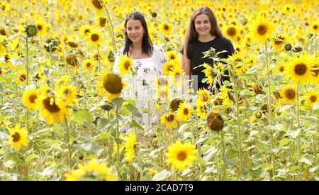 Lucy Bishop (à gauche) et Lauren Barclay marchent à travers un champ de tournesols à Altrincham, Cheshire, comme le temps chaud continue. Banque D'Images