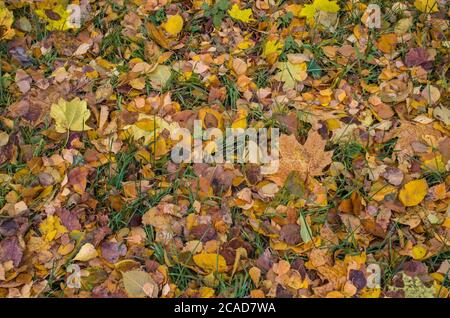 L'automne coloré laisse le fond dans un matin. L'automne laisse le fond sur la forêt. Feuilles d'automne tombées. Arrière-plan des feuilles automnales colorées Banque D'Images