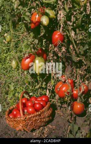 Mini tomates poire rouges fraîches. Tomates de poire récoltées Banque D'Images