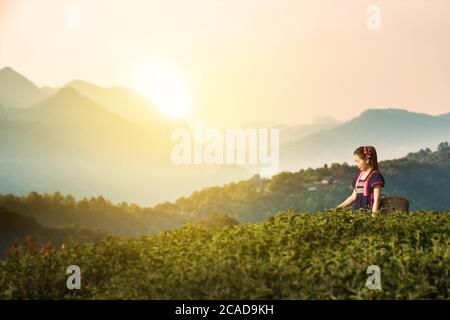 Tribus dans les champs de plantation de feuilles de thé le matin, tribu Hill dans belle robe de costume. Un fermier asiatique récolte des feuilles de thé en saison des pluies avec le lever du soleil A. Banque D'Images