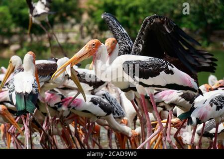 Le groupe de pélicans capture des poissons de la rivière du lac. Papier peint Pelican oiseau , arrière-plan Banque D'Images