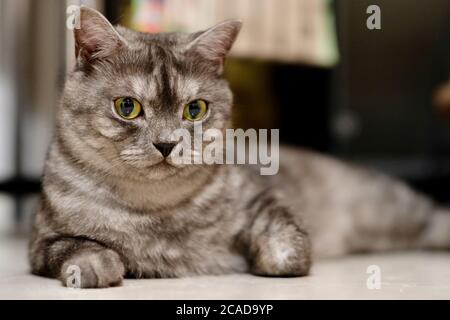 Gros plan d'un chat gris de Shorthair britannique couché sur un sol blanc à la maison. Regardant la caméra. Arrière-plan flou Banque D'Images