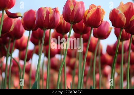 gros plan de tulipes orange rouges et de tiges vertes inclinées avec fond bleu ciel. Angle bas Banque D'Images
