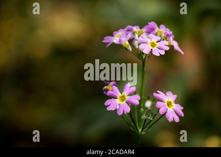 Fleurs violettes en vert, scène de nature d'arrière-plan Banque D'Images