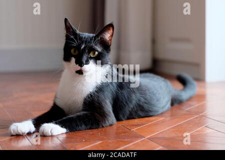 Gros plan sur un chat noir et blanc couché sur un sol en bois brun à la maison. Regarder l'appareil photo. Lumière naturelle de jour. Arrière-plan flou Banque D'Images