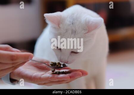 gros plan mains tenant une cuillère pour nourrir un chat blanc pur. chat odeur de la nourriture . Sous une lumière chaude, flou d'arrière-plan Banque D'Images