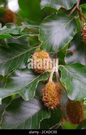 beaucoup de fruits de hêtre pendent sur l'arbre Banque D'Images