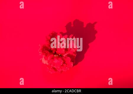 Magnifiques fleurs d'hibiscus sur fond de papier. Composition et cadre de fleurs diverses sur fond de papier. Banque D'Images