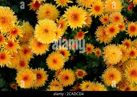 vue de dessus de nombreuses fleurs de chrysanthème doré dans le lit de fleurs. magnifique papier peint Banque D'Images