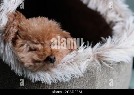 gros plan sur un adorable caniche dormant dans une doune. Arrière-plan flou Banque D'Images