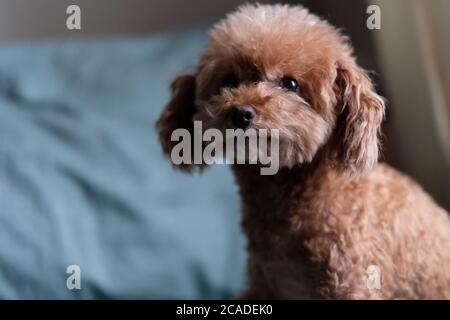 gros plan sur un jouet en regardant l'appareil photo. Arrière-plan vert de l'oreiller flou Banque D'Images