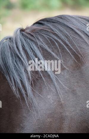 Une manie de cheval, Banque D'Images