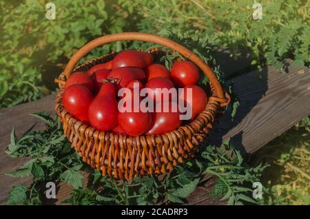 Mini tomates poire rouges fraîches. Tomates de poire récoltées Banque D'Images