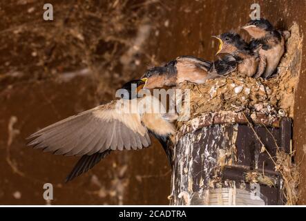Barde (Hirundo rustica), au nid, Maryland Banque D'Images