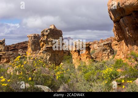 Formations de grès altérées entourées de fleurs sauvages jaunes dans les grottes de Stadsaal dans les montagnes de Cederberg, en Afrique du Sud Banque D'Images