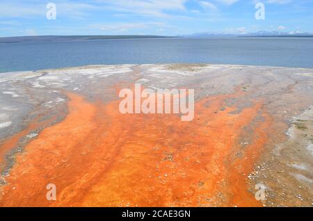 Fin du printemps dans le parc national de Yellowstone : ruissellement coloré de Black Pool Spring dans le bassin West Thumb Geyser Basin the Shore of Yellowstone Lake Banque D'Images