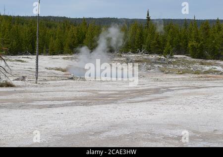 Fin du printemps dans le parc national de Yellowstone : la vapeur s'élève du King Geyser dans le bassin West Thumb Geyser, sur la rive du lac Yellowstone Banque D'Images