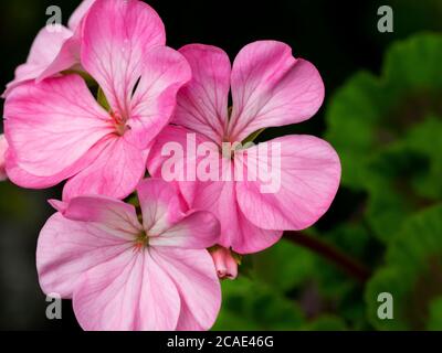 Pink Geranium, Devon, Royaume-Uni, juillet Banque D'Images