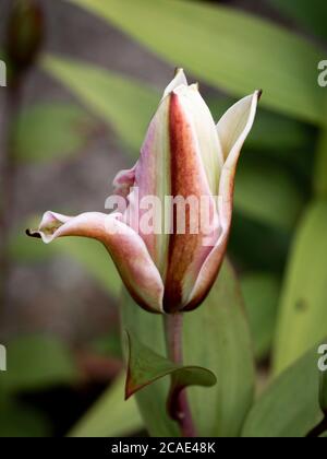 Lilium, début de l'ouverture des nénuphars, Devon, Royaume-Uni, juillet Banque D'Images