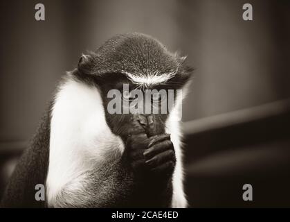 Diana Monkey, Cercopithecus diana, un fond sombre, cri, marron en forme de croissant, ruff et barbe. Animaux sauvages. Portrait. Banque D'Images