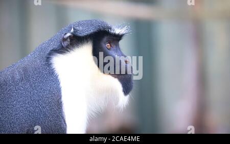 Diana Monkey, Cercopithecus diana, un fond sombre, cri, marron en forme de croissant, ruff et barbe. Animaux sauvages. Portrait. Banque D'Images