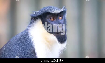 Diana Monkey, Cercopithecus diana, un fond sombre, cri, marron en forme de croissant, ruff et barbe. Animaux sauvages. Portrait. Banque D'Images