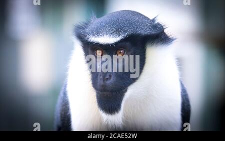 Diana Monkey, Cercopithecus diana, un fond sombre, cri, marron en forme de croissant, ruff et barbe. Animaux sauvages. Portrait. Banque D'Images