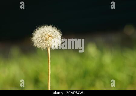 La fleur de pissenlit douce pousse dans le jardin d'été. Banque D'Images