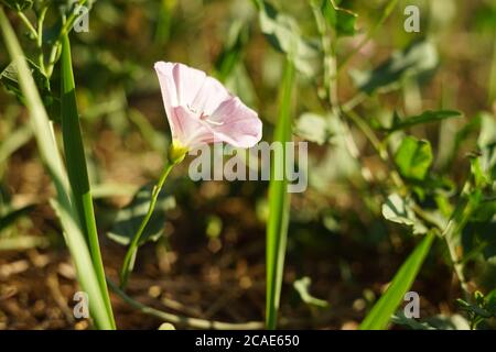 macro bouleau bindweed smallflower poussent dans le jardin ensoleillé Banque D'Images