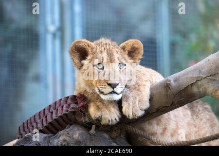 Le jeune lion de Berber regarde majestueux arrière-plan sombre., la meilleure photo. Banque D'Images