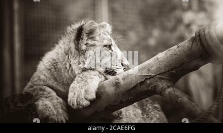 Le jeune lion de Berber regarde majestueux arrière-plan sombre., la meilleure photo. Banque D'Images