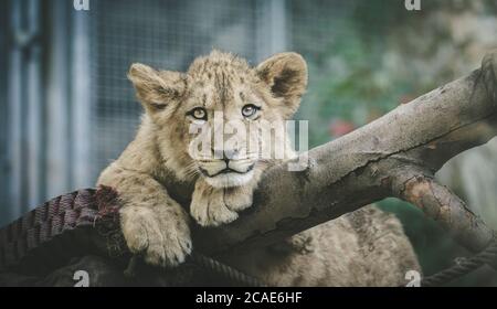 Le jeune lion de Berber regarde majestueux arrière-plan sombre., la meilleure photo. Banque D'Images