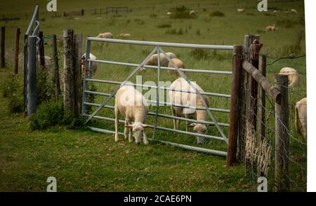 Des moutons récemment raccourcis paissent sur Bredon Hill, Worcestershire, Royaume-Uni. Dans la campagne anglaise. Banque D'Images