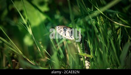 Le serpent natrix natrix, serpent se cache dans l'herbe et est à la chasse, la meilleure photo. Banque D'Images