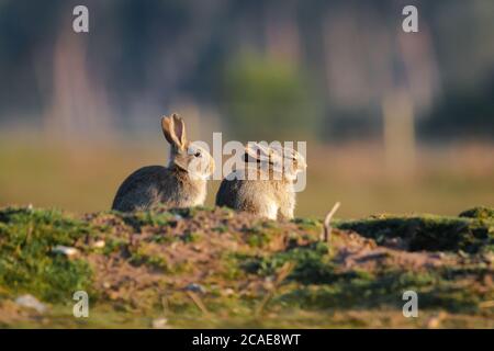 C'est fatiguant d'être un bébé lapin à Norfolk. Ce lapin (Oryctolagus cuniculus) a un bât avant de s'installer dans la nuit de soirée à East Wretham Heath Banque D'Images