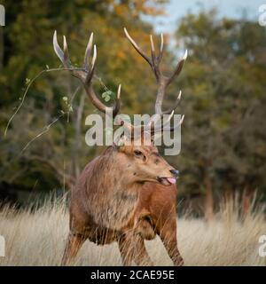 Un cerf de Virginie (Cervus elaphus) se lapida dans le rout d'accouplement d'automne attrapé avec sa langue qui colle Banque D'Images