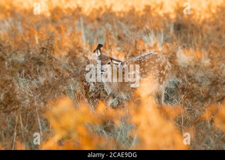 Un bébé cerf rouge (Cervus elaphus) vous regardant depuis le saumâtre d'automne Banque D'Images