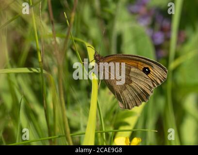 Meadow Brown Butterfly, Maniola jurtina, adulte unique reposant sur l'herbe dans le champ, Worcestershire, Royaume-Uni. Banque D'Images