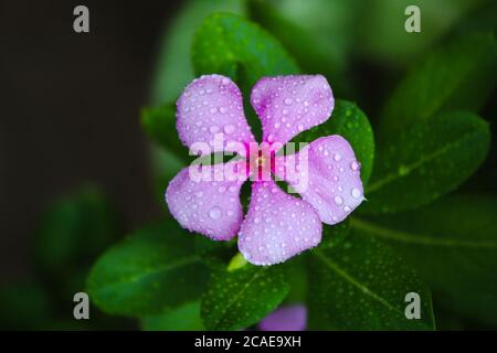 L'eau tombe sur une fleur rose de gros plan Banque D'Images