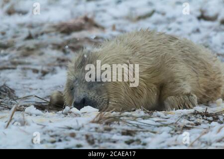 Le nouveau phoque gris (Halichoerus grypus) dort à travers sa première tempête de neige sur la côte du Lincolnshire Banque D'Images