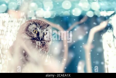 Petit oiseau la chouette boréale, Aegolius funereus, assise sur la branche de l'arbre dans une forêt verte. Hibou caché dans la végétation de la forêt verte. La faune, la meilleure photo. Banque D'Images