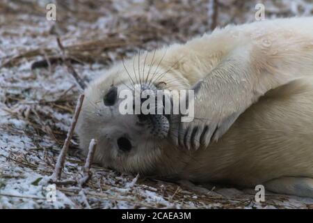 Un jeune phoque gris (Halichoerus grypus) couché dans la neige avec son front de flipper dans sa bouche pup couché dans la neige avec son front de flipper dans son m Banque D'Images
