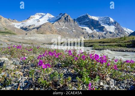 Fleurs de beauté de la rivière, sources de la rivière Sunwapta , champ de glace Columbia, parc national Jasper, Alberta, Canada Banque D'Images