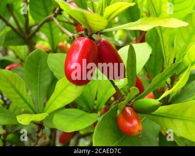 Gros plan de fruits rouges Miracle sur une branche un jardin un après-midi ensoleillé Banque D'Images