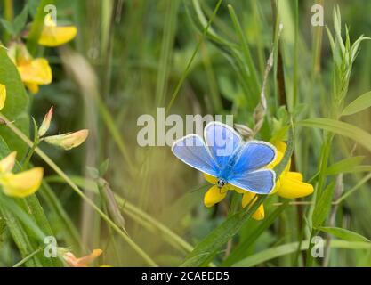 Papillon bleu commun, Polyommatus icarus, adulte unique se nourrissant de trèfle de Birdsfoot, Lotus corniculatus, dans le champ, Worcestershire, Royaume-Uni. Banque D'Images