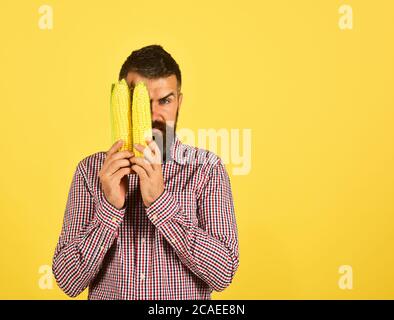 Fermier avec la moitié caché sérieux visage tient des cornes jaunes dans les mains. Guy montre sa moisson. Agriculture et cultures d'automne. Homme avec la barbe tient des épis de maïs isolés sur fond jaune, espace de copie Banque D'Images