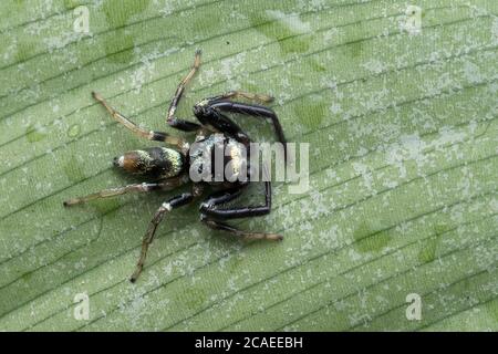 Photo dorsale de l'araignée de combat de Thiana bahomensis reposant sur une feuille Banque D'Images